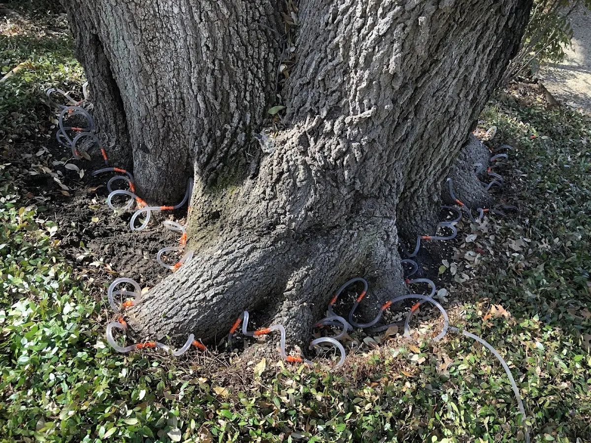 Detailed Tree Cabling and Bracing job site in Steptoe