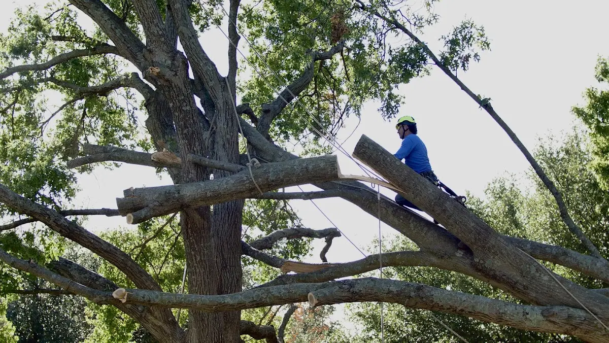 Professional Crown Thinning performed by certified arborists in Steptoe